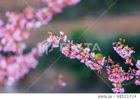 春を告げる満開の河津桜とかわいいメジロ 98521724