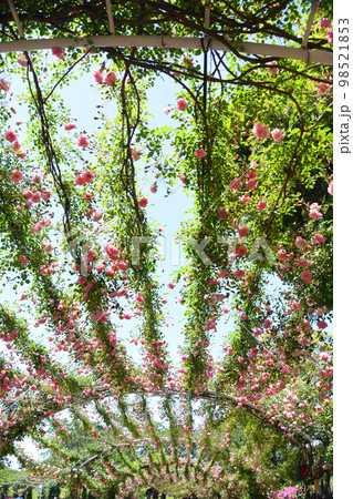 鹿児島県・かのやバラ園の薔薇のアーチ 鹿児島県・かのやバラ園の薔薇のアーチ 98521853
