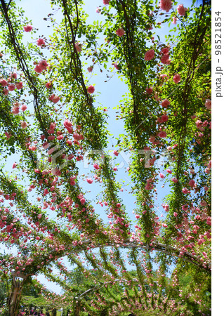 鹿児島県・かのやバラ園の薔薇のアーチ 鹿児島県・かのやバラ園の薔薇のアーチ 98521854