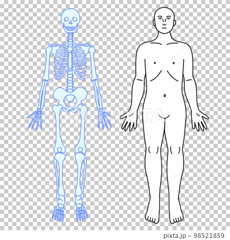 Simple full-body diagram of the human body Skeleton and the front of the body surface 98521859