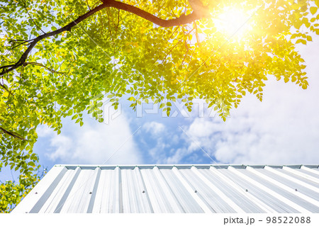 big green tree protection over house roof from uv sun for cooling chill home good environment fresh air 98522088