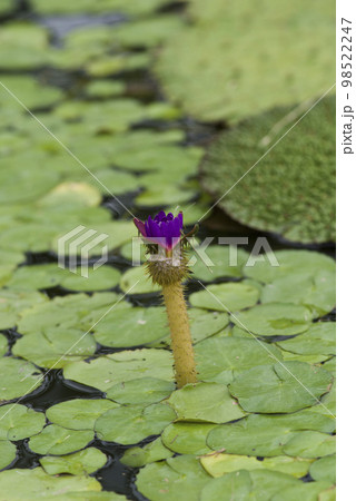 紫色のオニバス(鬼蓮)の花が咲いています。学名はEuryale feroxです。 紫色のオニバス(鬼蓮)の花が咲いています。学名はEuryale feroxです。 98522247