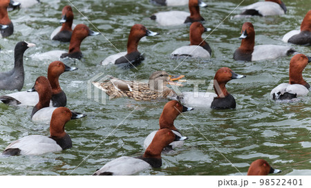 日本の田舎の池に群れで浮いているホシハジロ 98522401