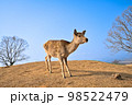 青空背景の若草山の鹿　【奈良風景】 98522479