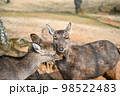 仲の良い奈良の鹿たち 98522483