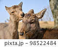 仲の良い奈良の鹿たち 98522484