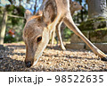 奈良公園の鹿　【奈良風景】 98522635