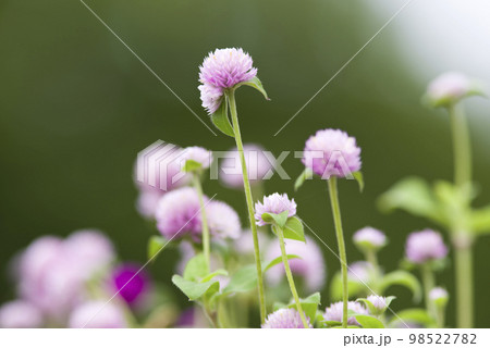 公園にピンク色のセンニチコウの花が咲いています。学名はGomphrena globosaです。 98522782