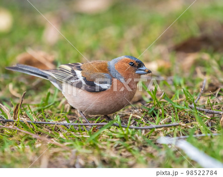 Common chaffinch, Fringilla coelebs, sits on a green lawn in spring. Common chaffinch in wildlife. 98522784