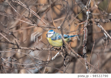 Cute bird, Eurasian blue tit, songbird sitting on a branch without leaves in early spring 98522790
