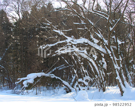 雪が積もって曲がった林の木と枝 98522952