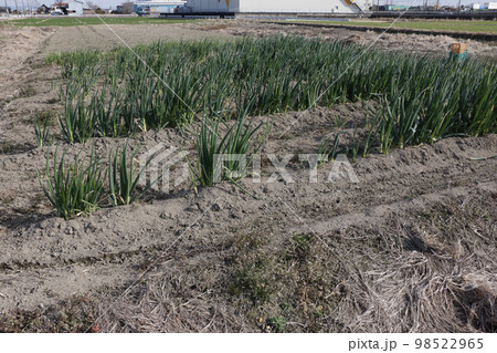 排水の悪い畑の工夫　湾曲栽培 98522965
