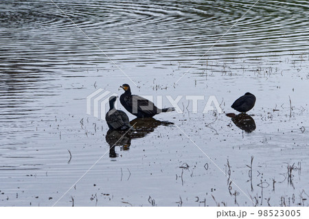 冬の溜池　水辺の鳥 98523005
