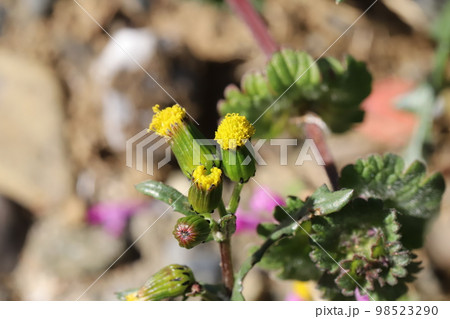 日本の冬の野原に咲く黄色いノボロギクの花 日本の冬の野原に咲く黄色いノボロギクの花 98523290