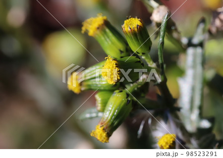 日本の冬の野原に咲く黄色いノボロギクの花 日本の冬の野原に咲く黄色いノボロギクの花 98523291