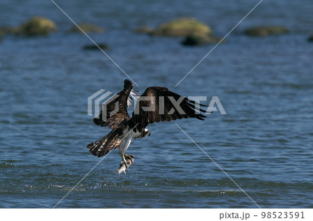 獲物を捕らえて水面から飛び立つミサゴ 98523591