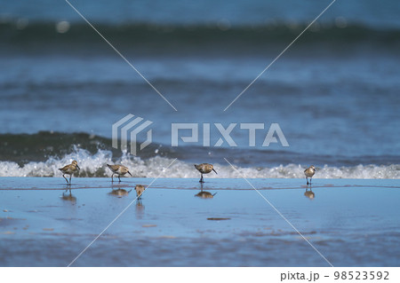波打ち際で餌を探すハマシギとトウネン 98523592