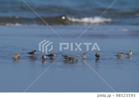 波打ち際で餌を探すトウネンの群れ 98523593