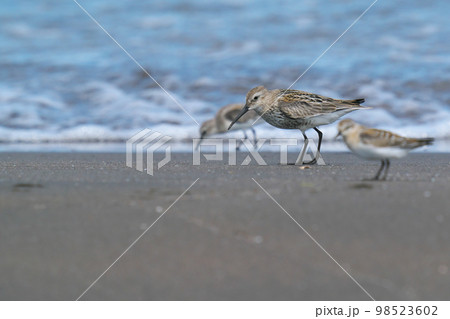 波打ち際で餌を探すハマシギとトウネン 98523602
