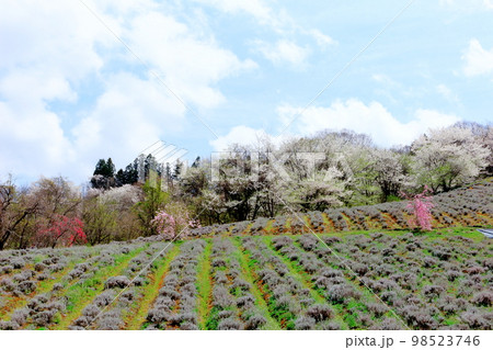 陸郷の山桜　　信州の桜　　  美しき桜の花　　　花と植物が織りなす色紙　 98523746