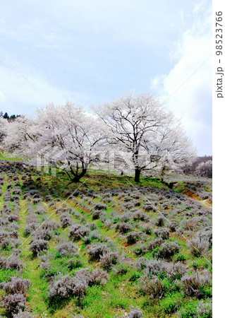 陸郷の山桜 信州の桜 美しき桜の花 花と植物が織りなす色紙 陸郷の山桜 信州の桜 美しき桜の花 花と植物が織りなす色紙 98523766