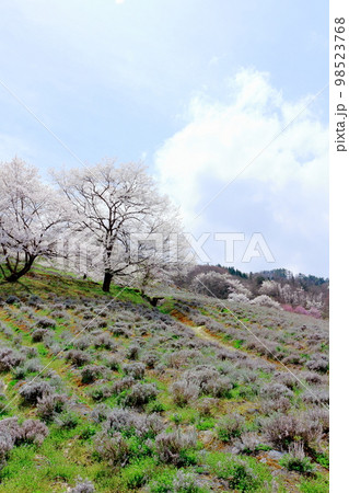 陸郷の山桜　　信州の桜　　  美しき桜の花　　　花と植物が織りなす色紙　 98523768