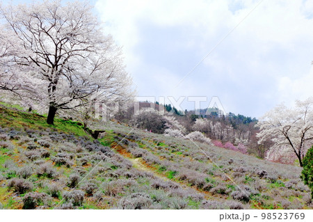 陸郷の山桜 信州の桜 美しき桜の花 花と植物が織りなす色紙 陸郷の山桜 信州の桜 美しき桜の花 花と植物が織りなす色紙 98523769