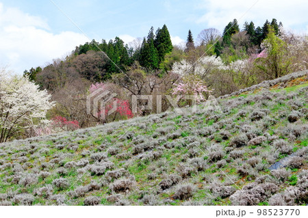 陸郷の山桜 信州の桜 美しき桜の花 花と植物が織りなす色紙 陸郷の山桜 信州の桜 美しき桜の花 花と植物が織りなす色紙 98523770