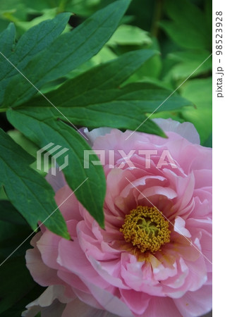 神戸・須磨離宮公園に咲く満開の牡丹【4月】 98523928