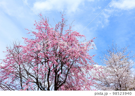 陸郷の山桜 信州の桜 美しき桜の花 花と植物が織りなす色紙 陸郷の山桜 信州の桜 美しき桜の花 花と植物が織りなす色紙 98523940