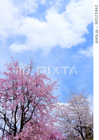陸郷の山桜　　信州の桜　　  美しき桜の花　　　花と植物が織りなす色紙　 98523942