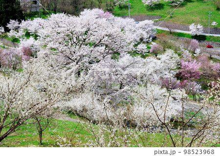 陸郷の山桜 信州の桜 美しき桜の花 花と植物が織りなす色紙 陸郷の山桜 信州の桜 美しき桜の花 花と植物が織りなす色紙 98523968