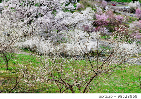 陸郷の山桜　　信州の桜　　  美しき桜の花　　　花と植物が織りなす色紙　 98523969
