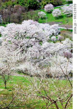 陸郷の山桜 信州の桜 美しき桜の花 花と植物が織りなす色紙 陸郷の山桜 信州の桜 美しき桜の花 花と植物が織りなす色紙 98523970