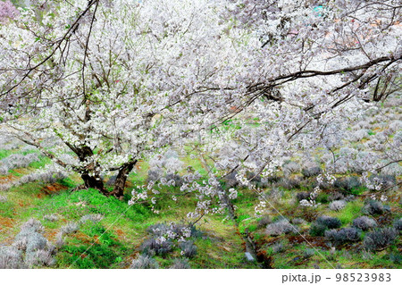 陸郷の山桜 信州の桜 美しき桜の花 花と植物が織りなす色紙 陸郷の山桜 信州の桜 美しき桜の花 花と植物が織りなす色紙 98523983