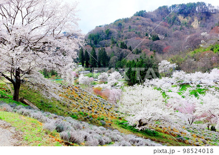 陸郷の山桜 信州の桜 美しき桜の花 花と植物が織りなす色紙 陸郷の山桜 信州の桜 美しき桜の花 花と植物が織りなす色紙 98524018