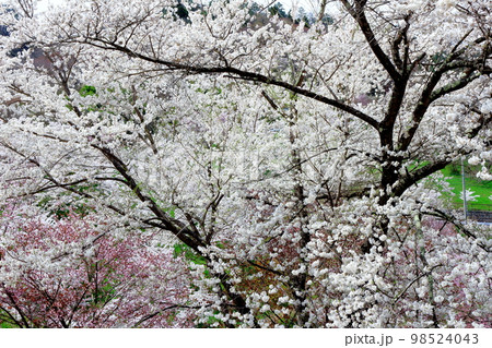 陸郷の山桜 信州の桜 美しき桜の花 花と植物が織りなす色紙 陸郷の山桜 信州の桜 美しき桜の花 花と植物が織りなす色紙 98524043