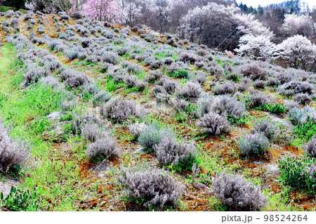 陸郷の山桜　　信州の桜　　  美しき桜の花　　　花と植物が織りなす色紙　 98524264
