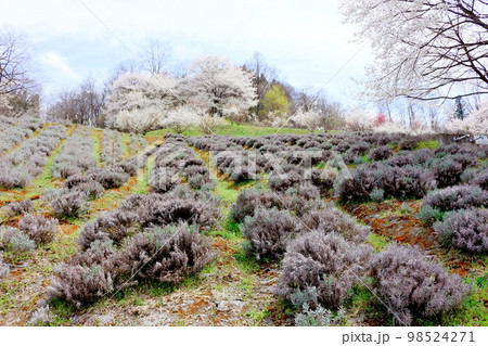 陸郷の山桜　　信州の桜　　  美しき桜の花　　　花と植物が織りなす色紙　 98524271