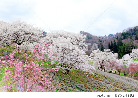 陸郷の山桜 信州の桜 美しき桜の花 花と植物が織りなす色紙 陸郷の山桜 信州の桜 美しき桜の花 花と植物が織りなす色紙 98524292