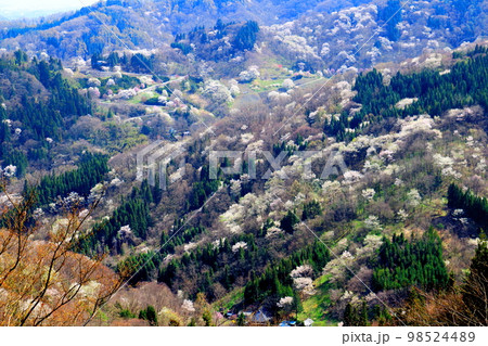 陸郷の山桜　　信州の桜　　  美しき桜の花　　　花と植物が織りなす色紙　 98524489