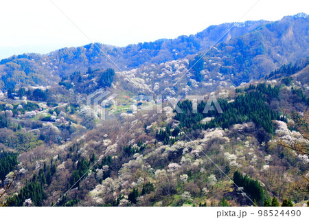 陸郷の山桜　　信州の桜　　  美しき桜の花　　　花と植物が織りなす色紙　 98524490