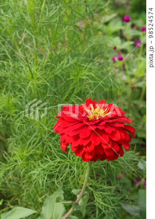 ヒャクニチソウ　赤 98524574