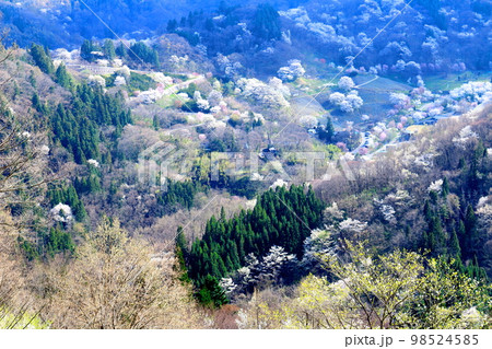 陸郷の山桜　　信州の桜　　  美しき桜の花　　　花と植物が織りなす色紙　 98524585