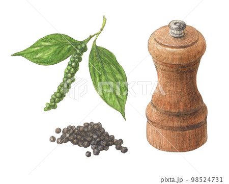 黒コショウセット 水彩色鉛筆スパイスイラスト 黒コショウセット 水彩色鉛筆スパイスイラスト 98524731