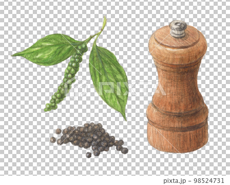 黑胡椒設置水彩鉛筆香料圖 98524731