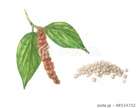 白コショウ 水彩色鉛筆スパイスイラスト 白コショウ 水彩色鉛筆スパイスイラスト 98524732