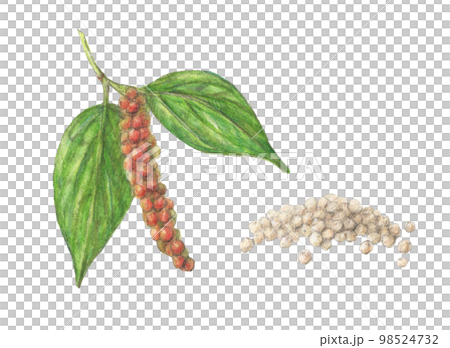 白コショウ 水彩色鉛筆スパイスイラスト 白コショウ 水彩色鉛筆スパイスイラスト 98524732