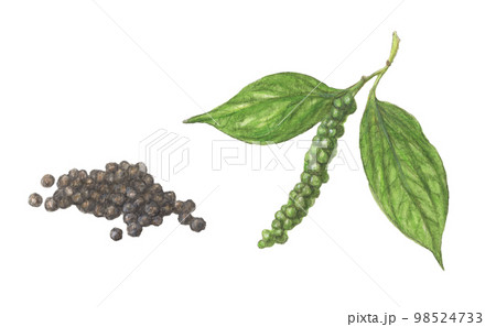 黒コショウ 水彩色鉛筆スパイスイラスト 黒コショウ 水彩色鉛筆スパイスイラスト 98524733