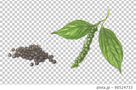 黒コショウ 水彩色鉛筆スパイスイラスト 黒コショウ 水彩色鉛筆スパイスイラスト 98524733